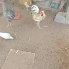 للبيع 3 ديوك فيومي مهجن 1 ديك غير معروف
