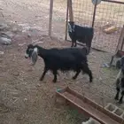 معزا عوارض للبيع