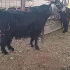 معزا عوارض عددها 5 دفيع
