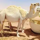 ناقه وضحا مصعد للبيع