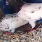 حمام باكستاني طيار