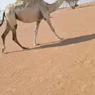 بكر ثنيه لقحه وعشرا تحتها قعود
