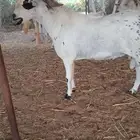 تيس بيشي للبيع