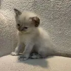 قطط للبيع ابي عريش قنبوره