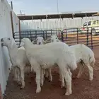 خرفان طليان حريات ذبايح