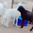 ذبايح طيبه للبيع حري وسواكني