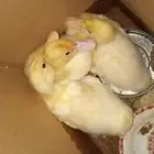 للبيع بط بلدي ماشاالله صحتهم كويسه سوم ومستعجل