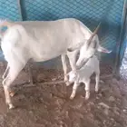 عنز بيشية تحتها تيس
