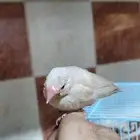 فرخ جاوا كريمي عيون حمر يقبل الغر تناديه يجي على اليد