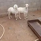 طليان للبيع