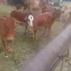 حسان للبيع
