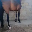 فرس شعبيه
