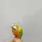 كينور