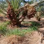 للبيع المنجي