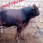 ثور للبيع