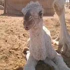 للبيع فحل سنه رباع اصفر