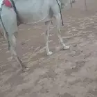 عشاير تحتها حشوانها