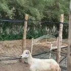 للبيع نعجه بلدي