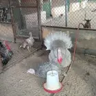 دجاج وديوك رومي للبيع