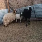 نعجتين وطلي للبيع