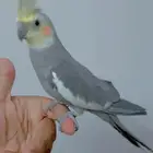 ببغاء كروان