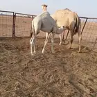 للبيع خلفه ومعها قعود عمره 7 شهور