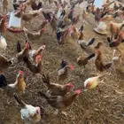 ديوك بلدي العمر 3 شهور