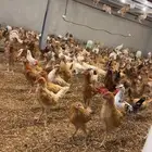 صوص عمر شهر ونص الى شهرين