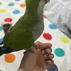 كويكر اليف
