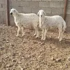 طليان حريات للبيع