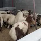 أقساط تابي تمارا خرفان نعيمي بلدي فل فيه الكبير والصغير