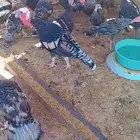 دجاج رومي 15 حبه بذكرهن