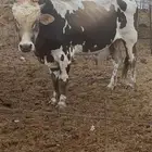 ثور للبيع