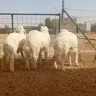 للبيع حريات خروفين ورخله عمر خمس شهور سوم واصل 1250