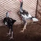 دجاج بكستاني بيور