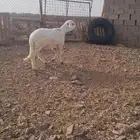 ساكني للبيع جذع