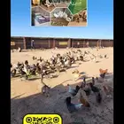 دجاج بلدي للبيع