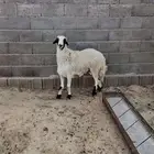 خروف جبر للبيع