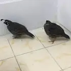 جوز سمان كاليفورنيا