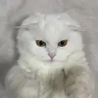 قطه سكوتش فولد انثى للتبني