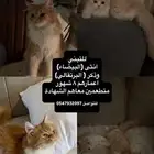 بسس لتبني مع أغراضهم ومتطعمين