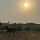 خيل
