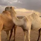 ناقه لقحه للبيع
