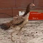 دجاجه شامو منتجه وحضانه