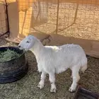 طليان ورخال وتيوس وجغار للبيع