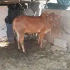 خبشه دهمان كفو امها تحلب 4 لتر حلبه واحده