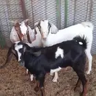 تيوس للبيع
