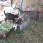 عنز رباع تحتها جفرتين