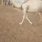 عشاير تحتها حشوانها
