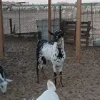 تيس بيشي